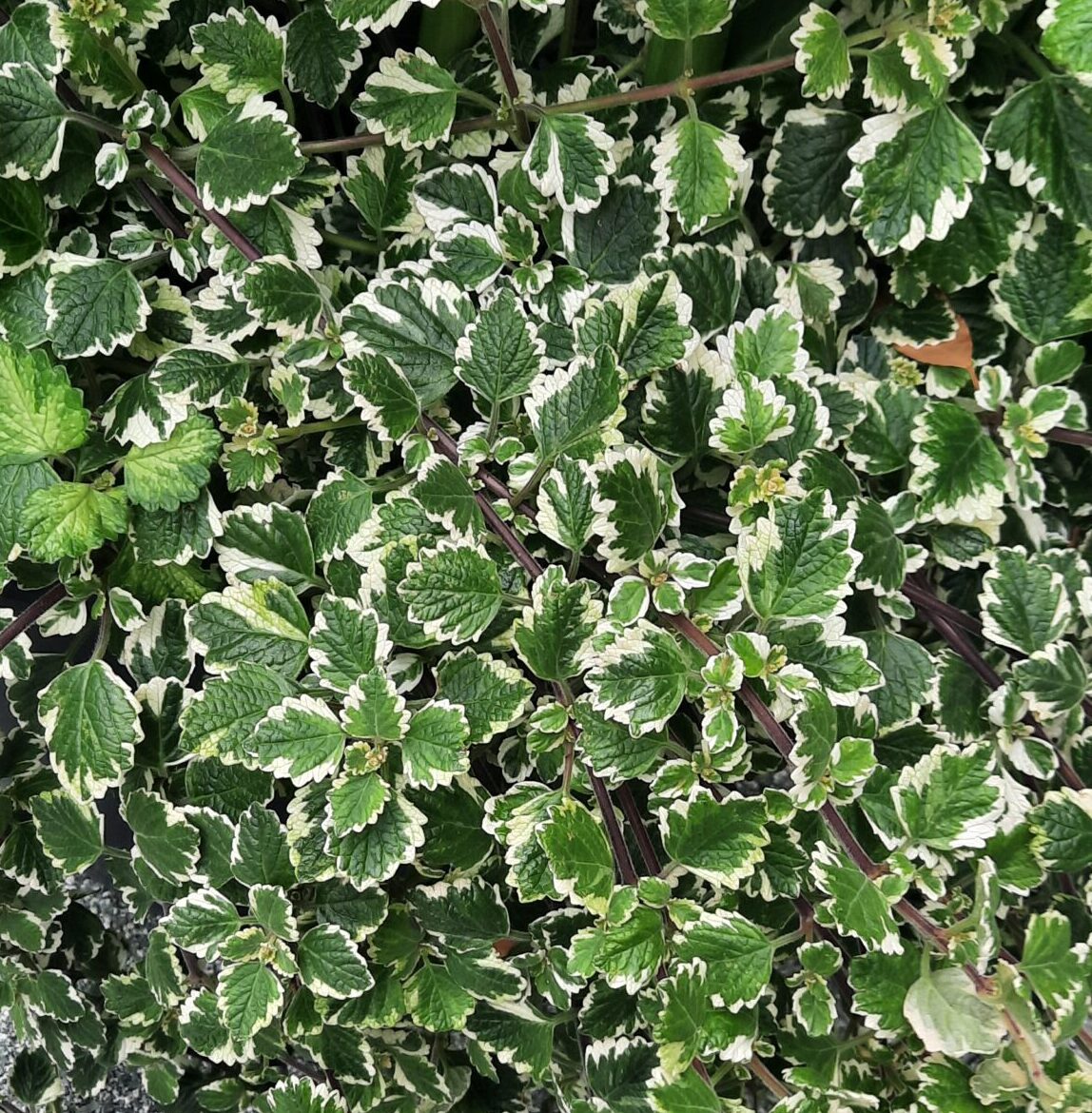 front-view-beautiful-leaves