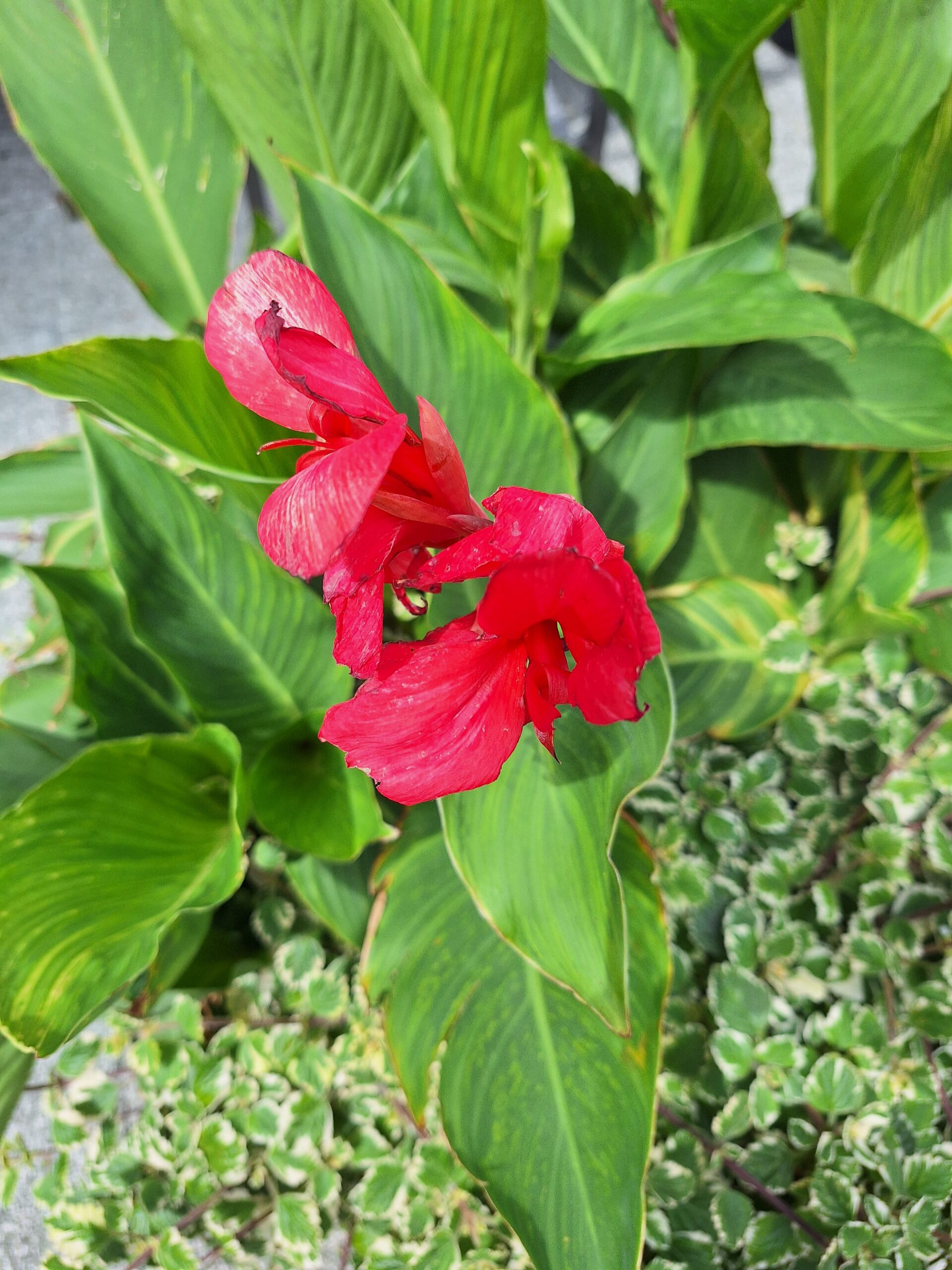 front-view-beautiful-leaves