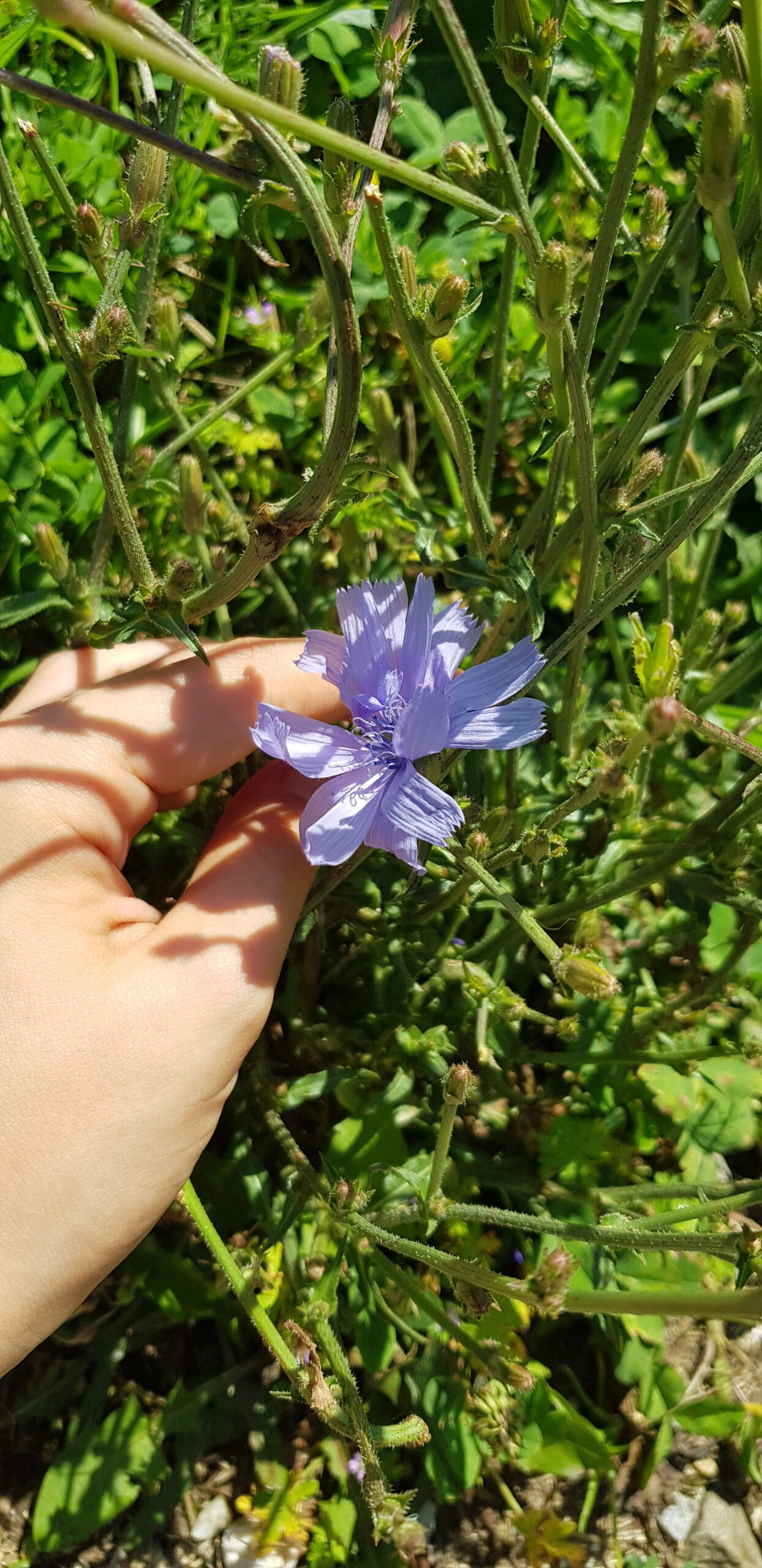 front-view-beautiful-leaves