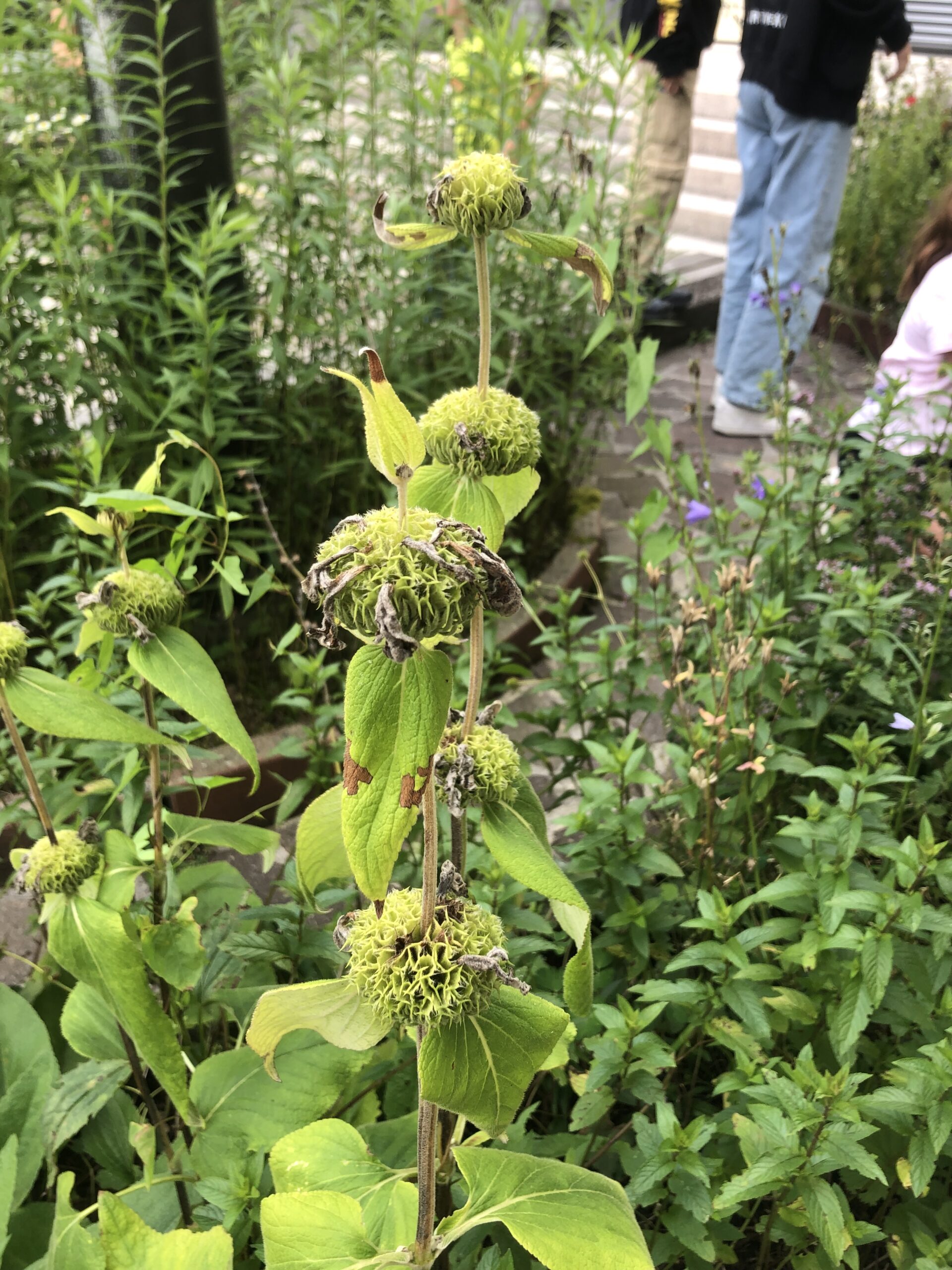 front-view-beautiful-leaves