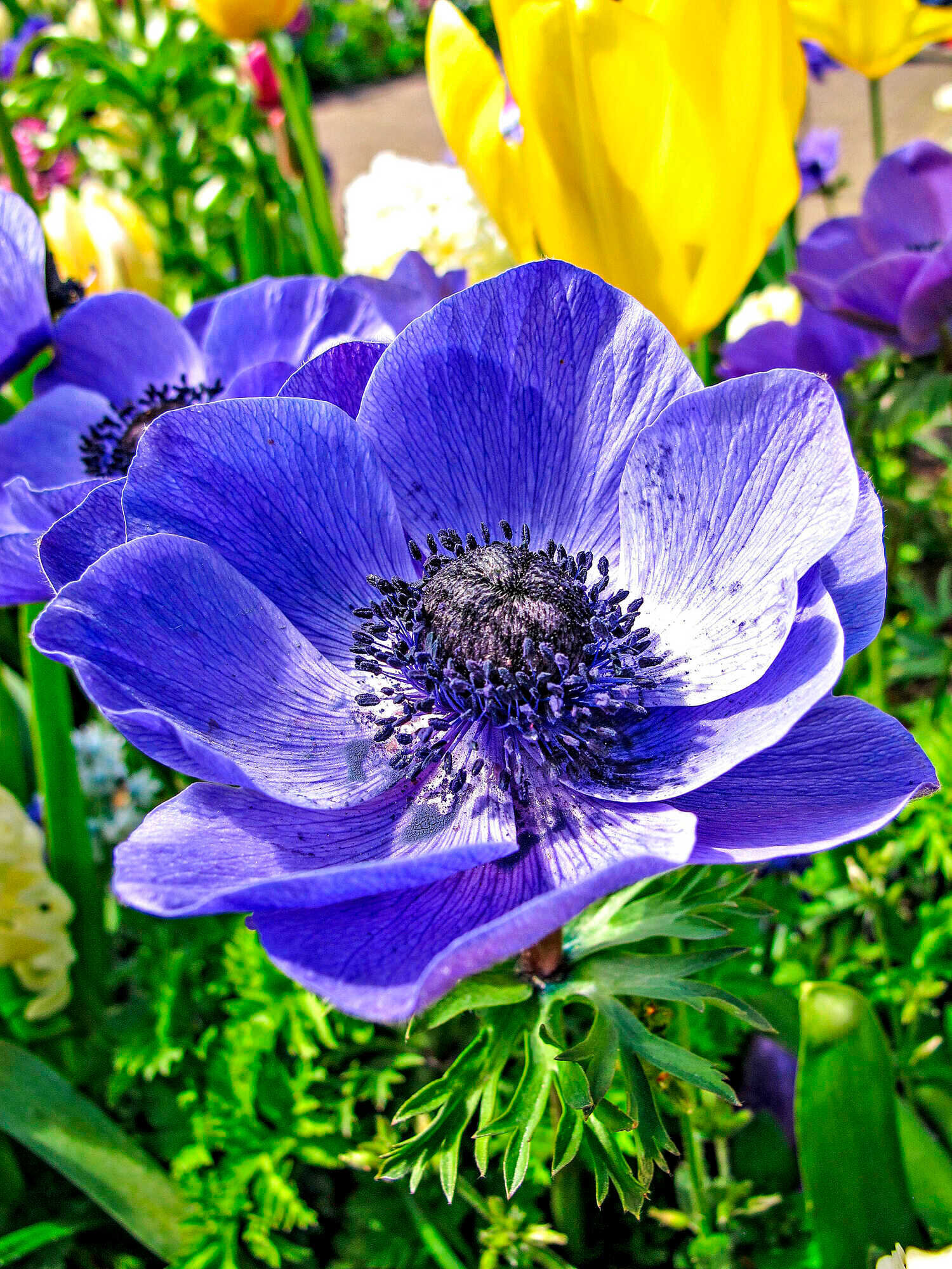 front-view-beautiful-leaves