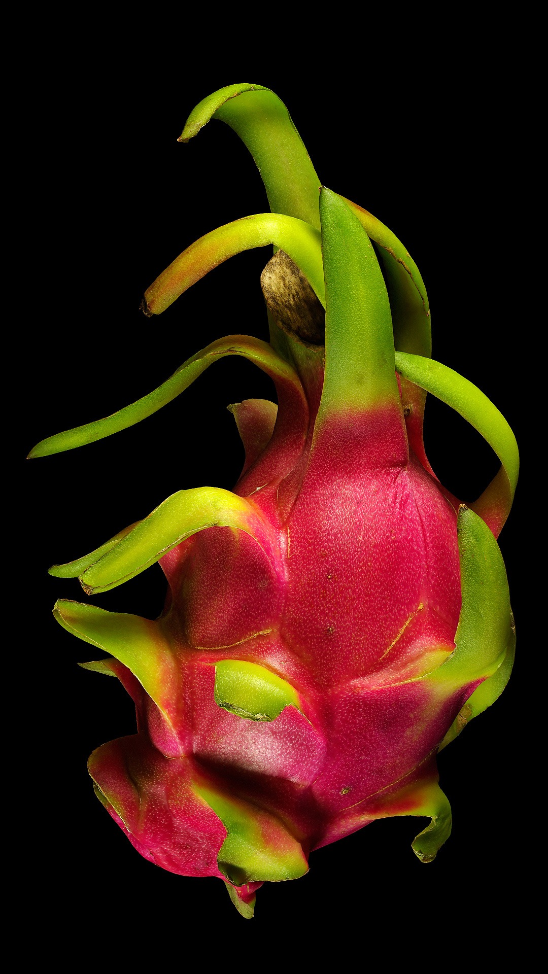front-view-beautiful-leaves
