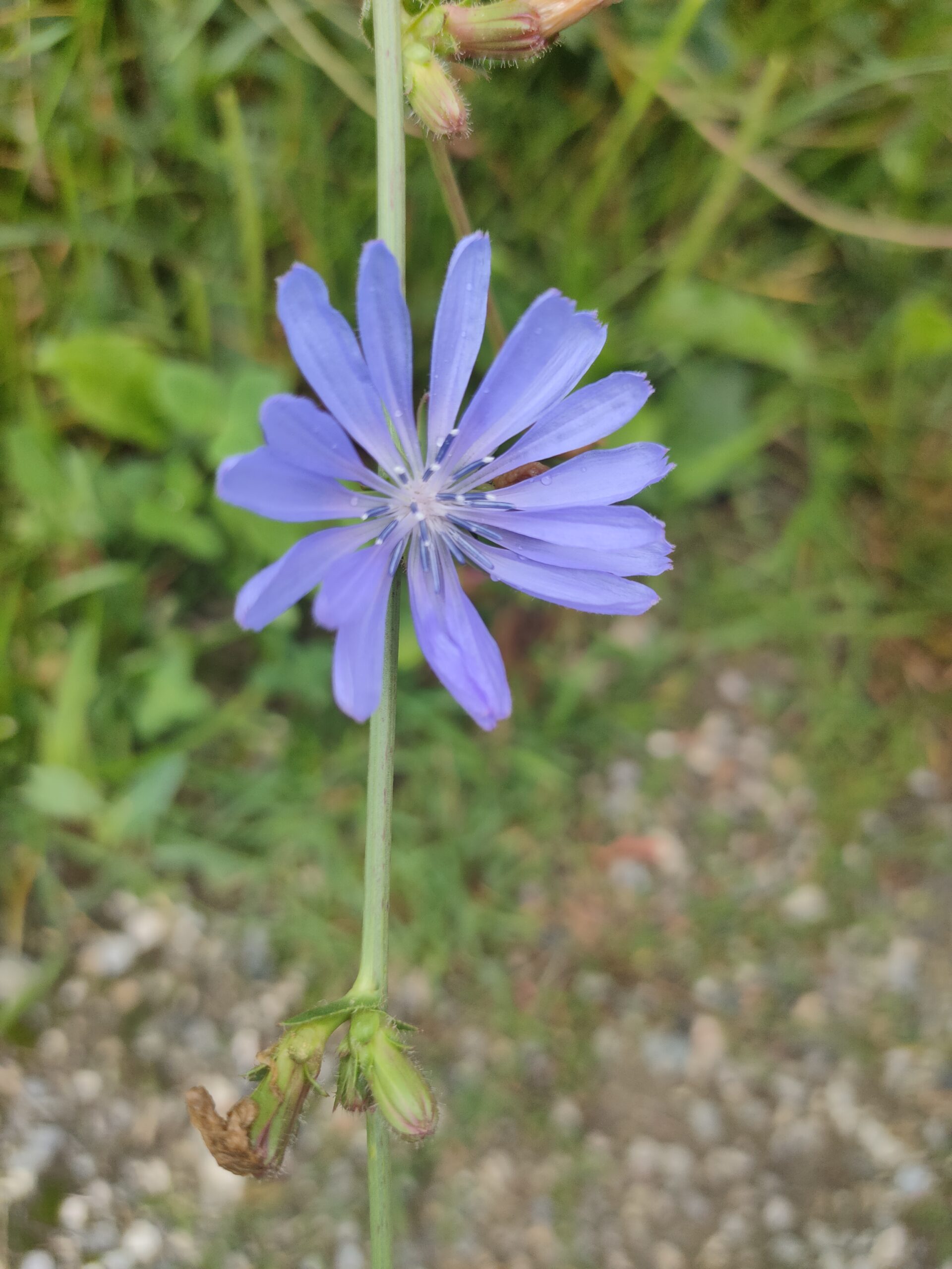 front-view-beautiful-leaves