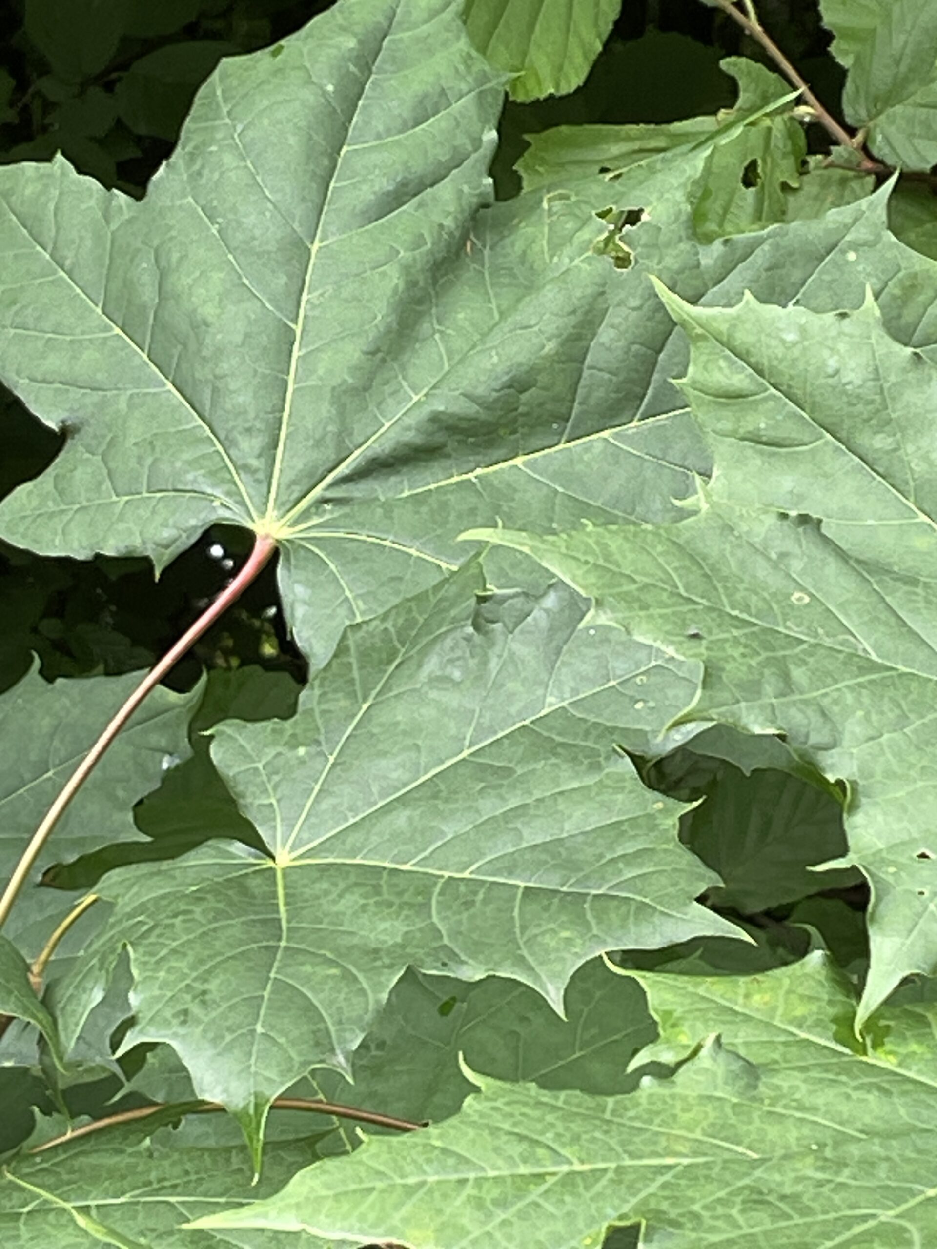 front-view-beautiful-leaves