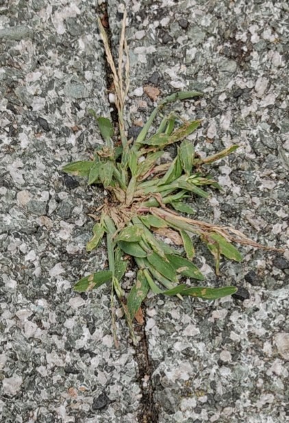 front-view-beautiful-leaves
