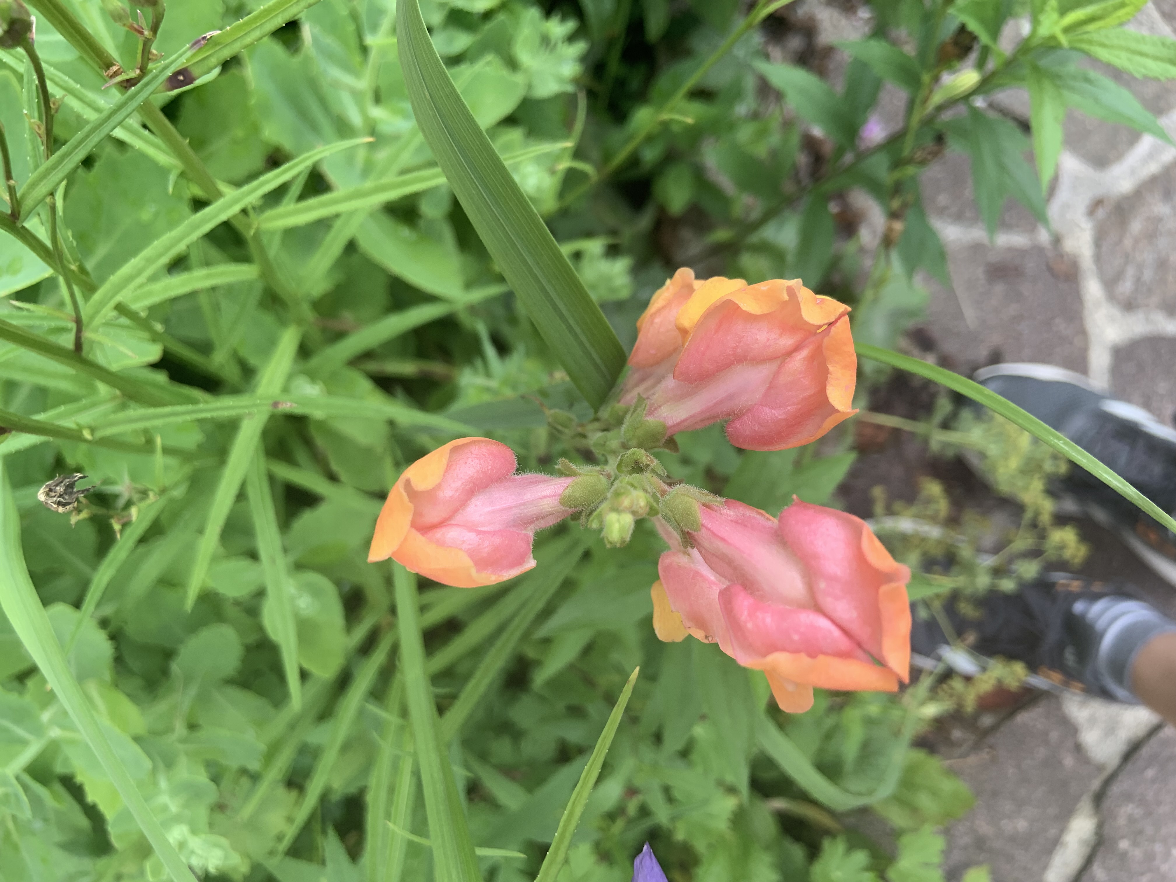 front-view-beautiful-leaves