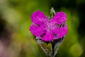 front-view-beautiful-leaves