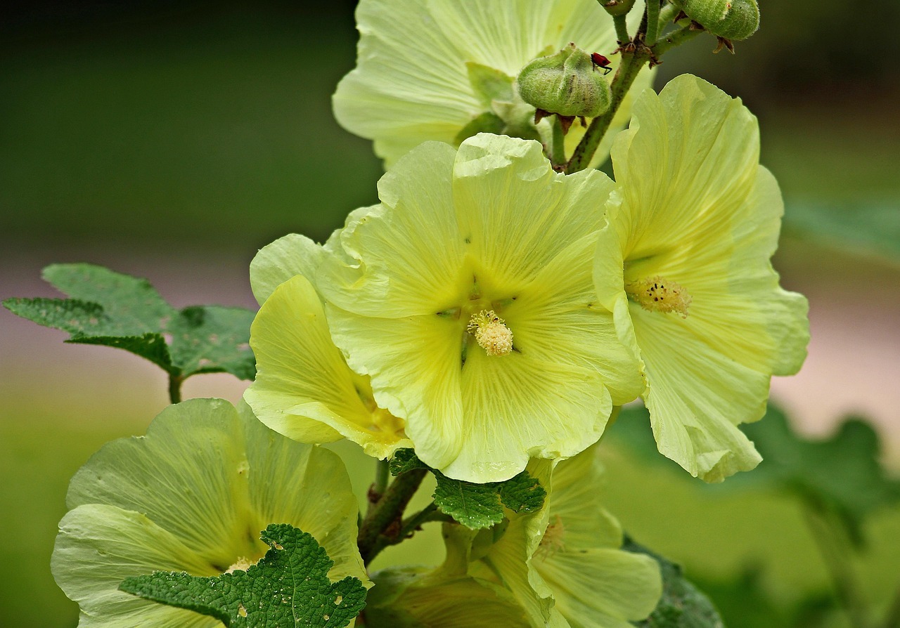 front-view-beautiful-leaves