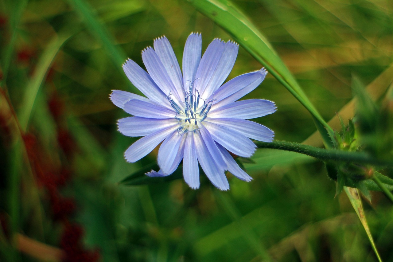 front-view-beautiful-leaves