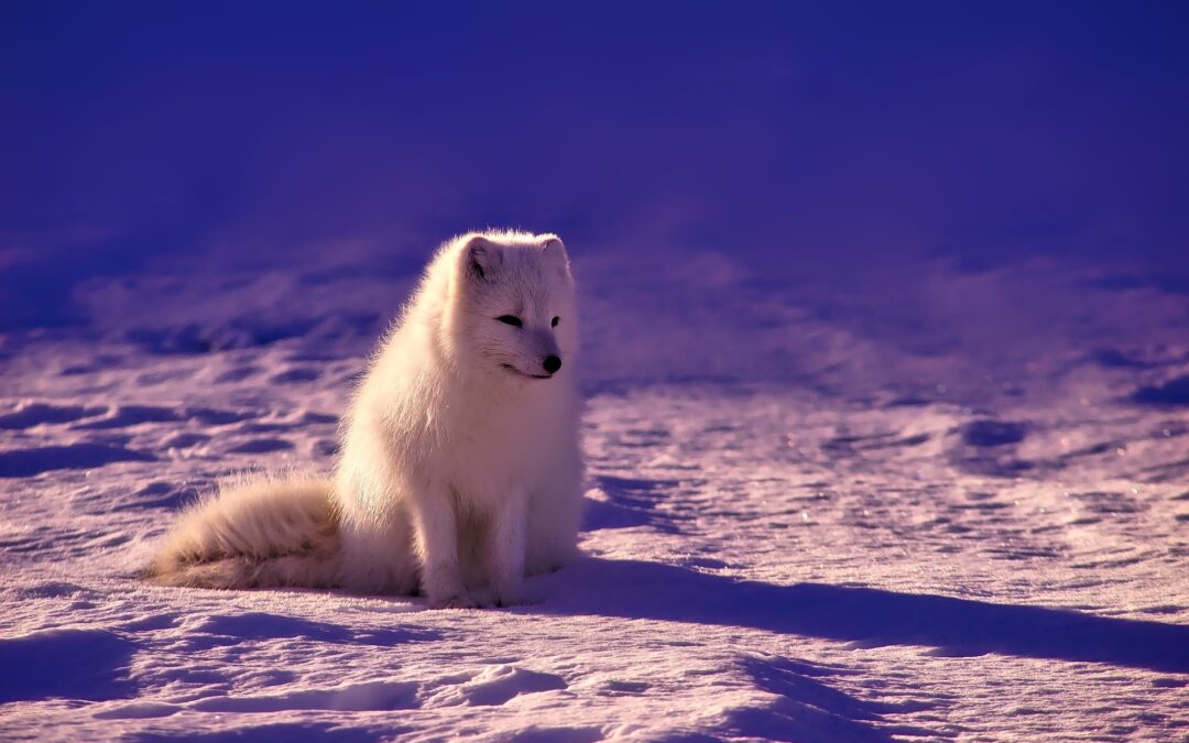 Polarfuchs/Polarluchs
