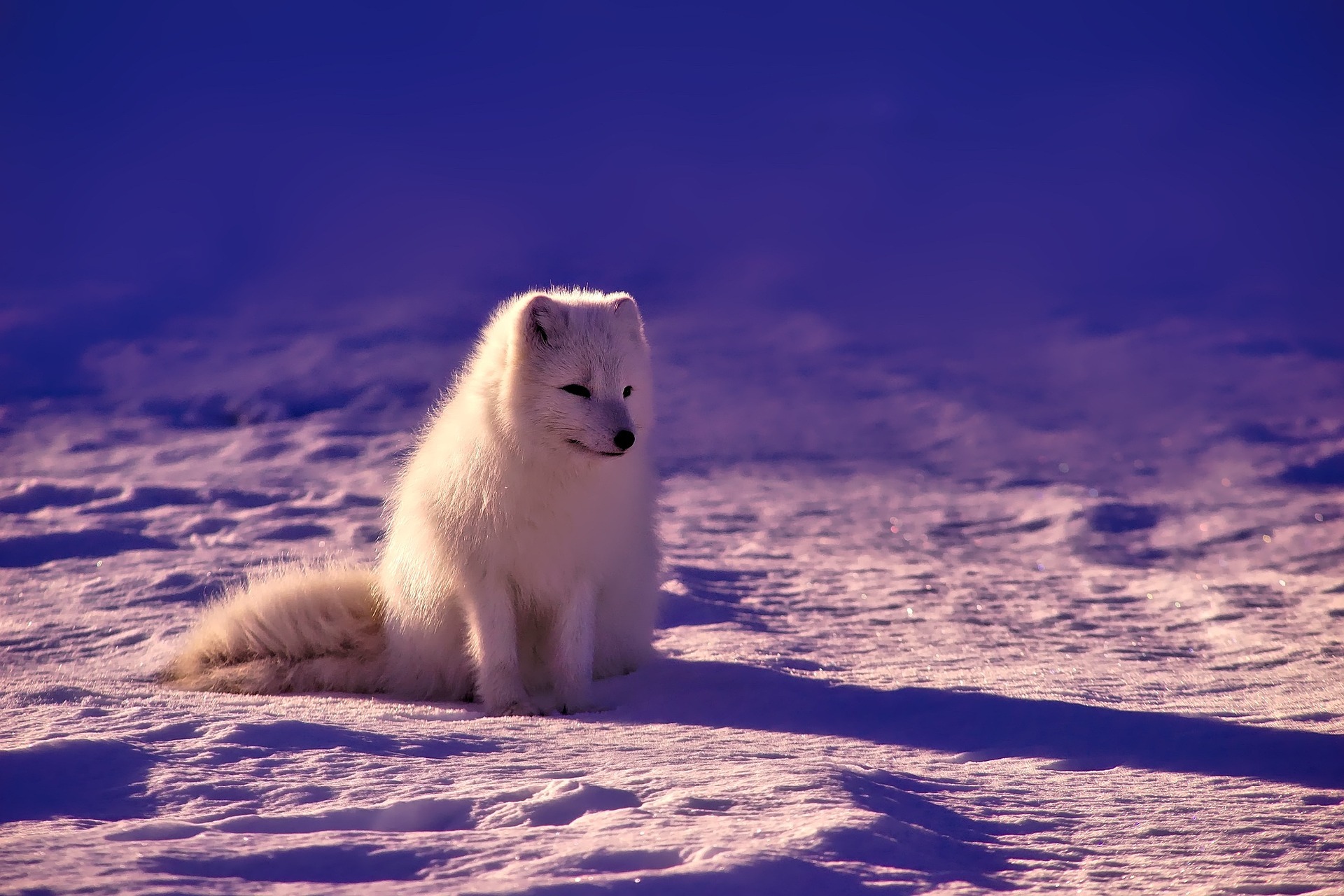 Polarfuchs/Polarluchs
