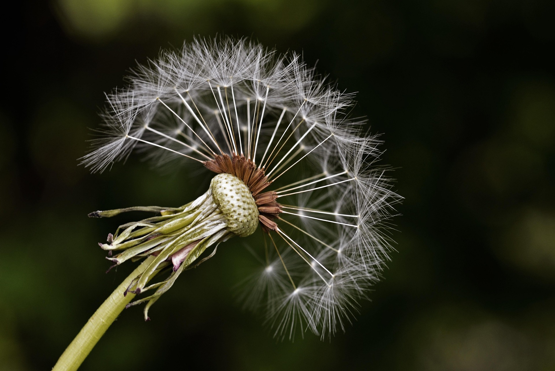 631372-dandelion-561041_1920 NORA