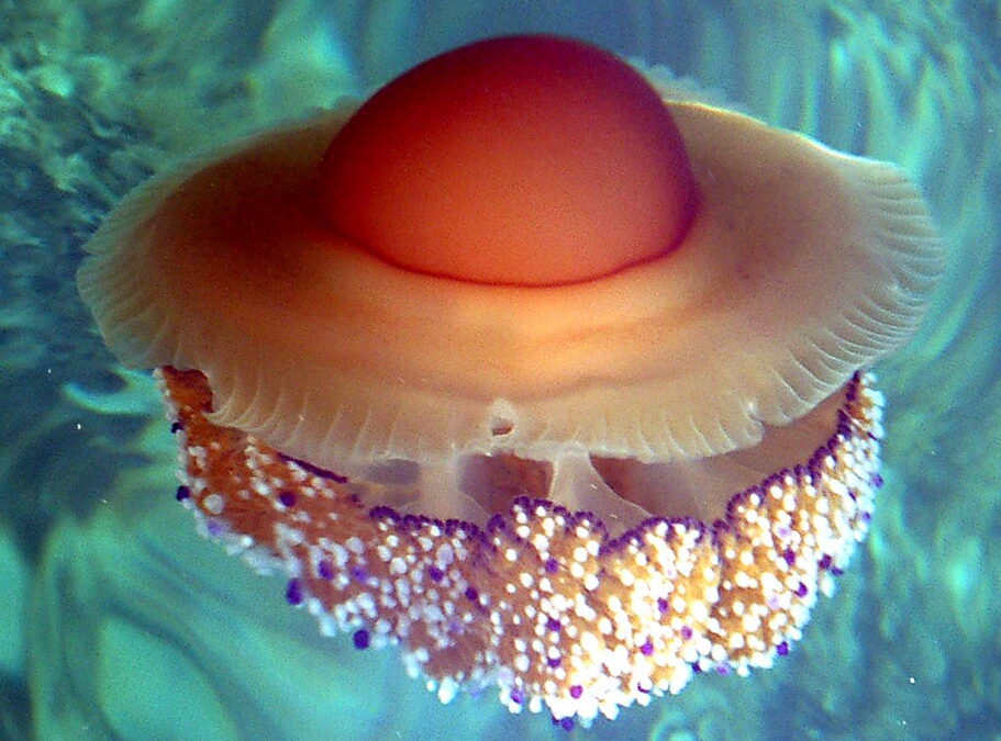 Spiegeleiqualle