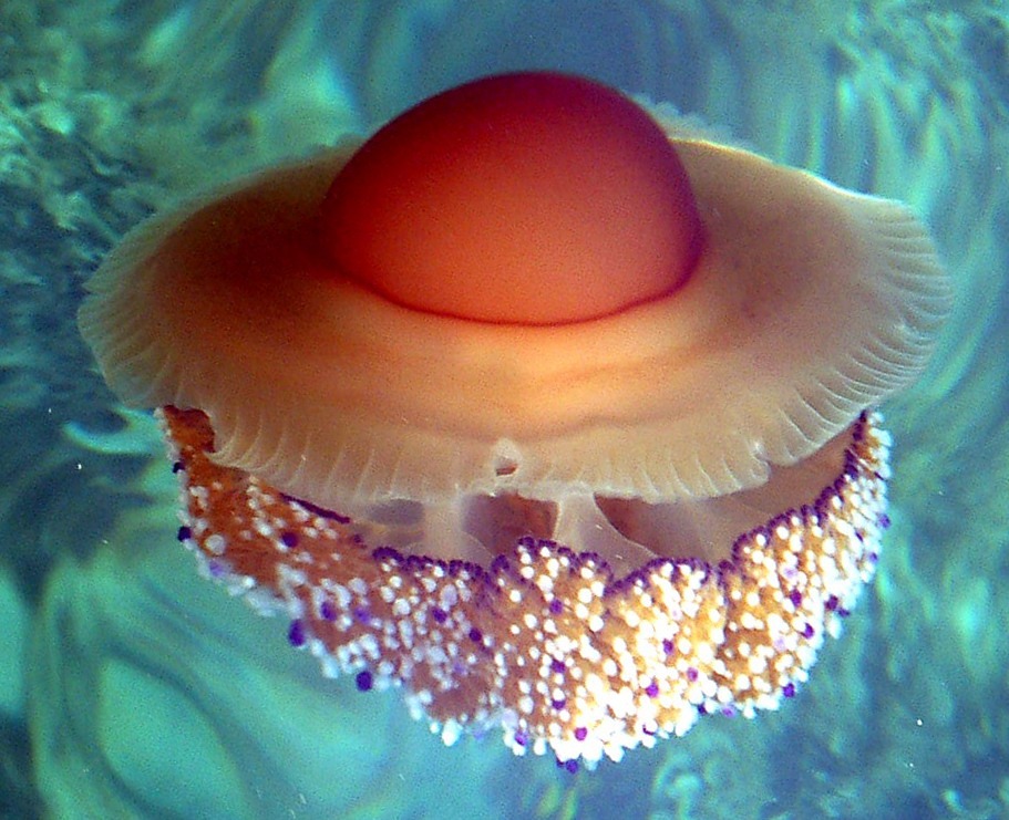 Spiegeleiqualle