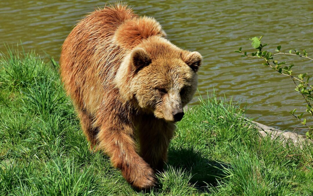 Europäischer Braunbär