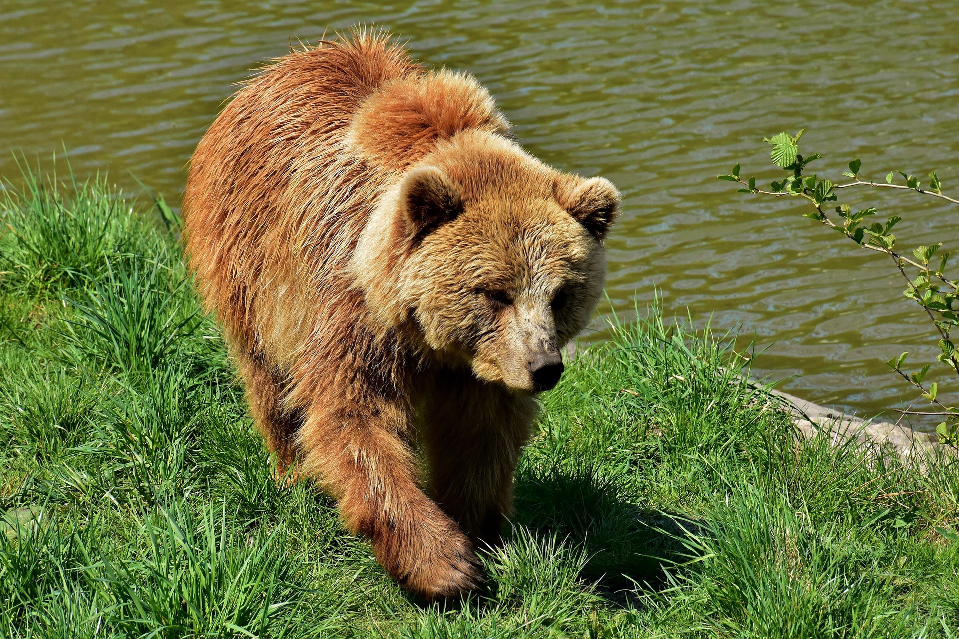 Europäischer Braunbär
