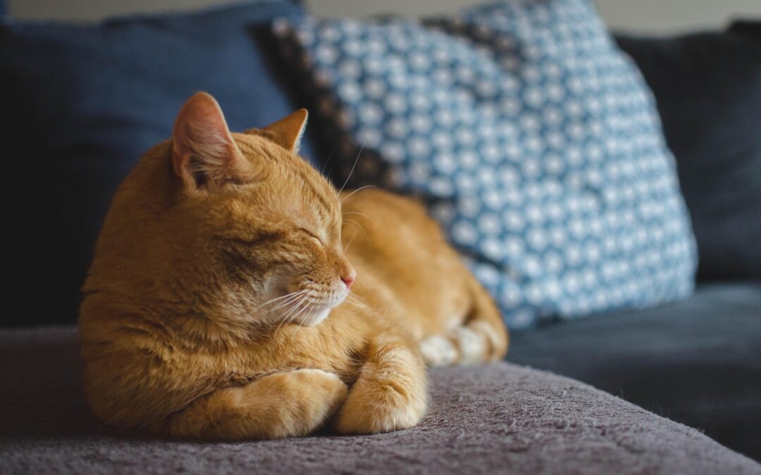 American shorthair Katze