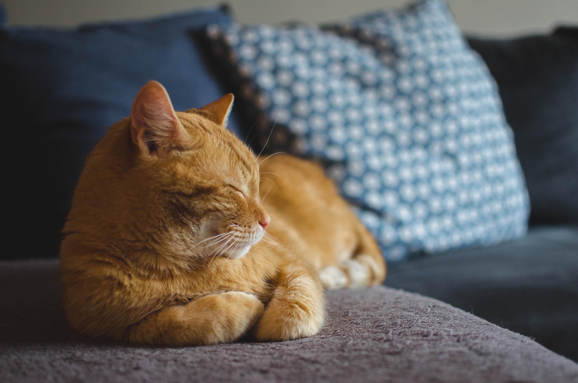 American shorthair Katze