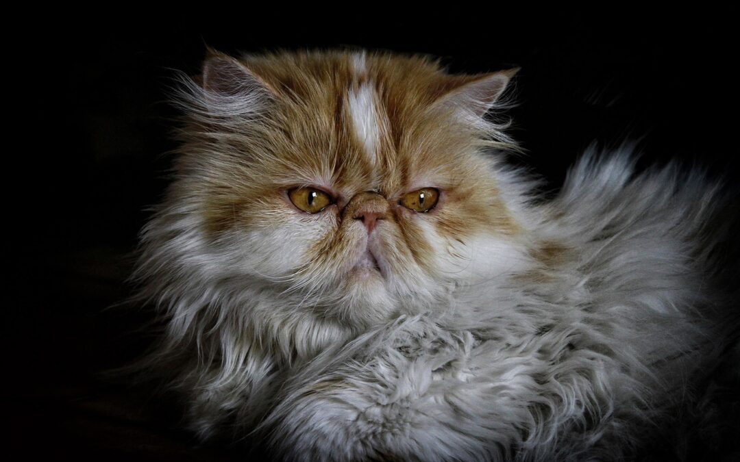 Perserkatze