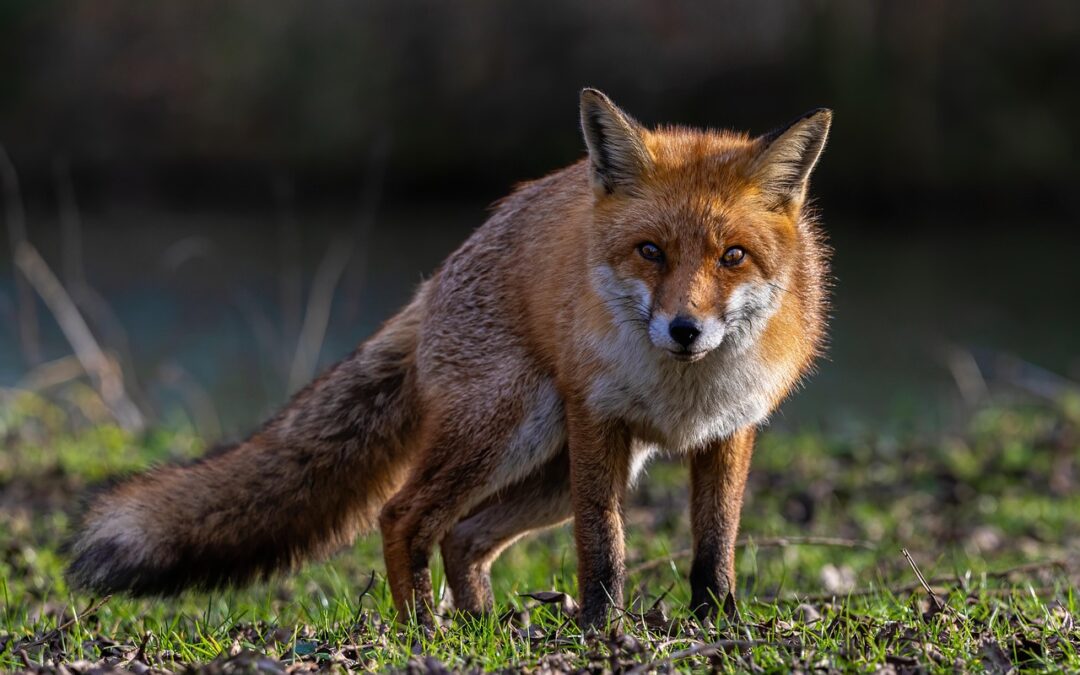 Rotfuchs