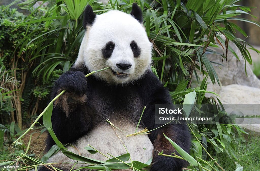 Pandabär