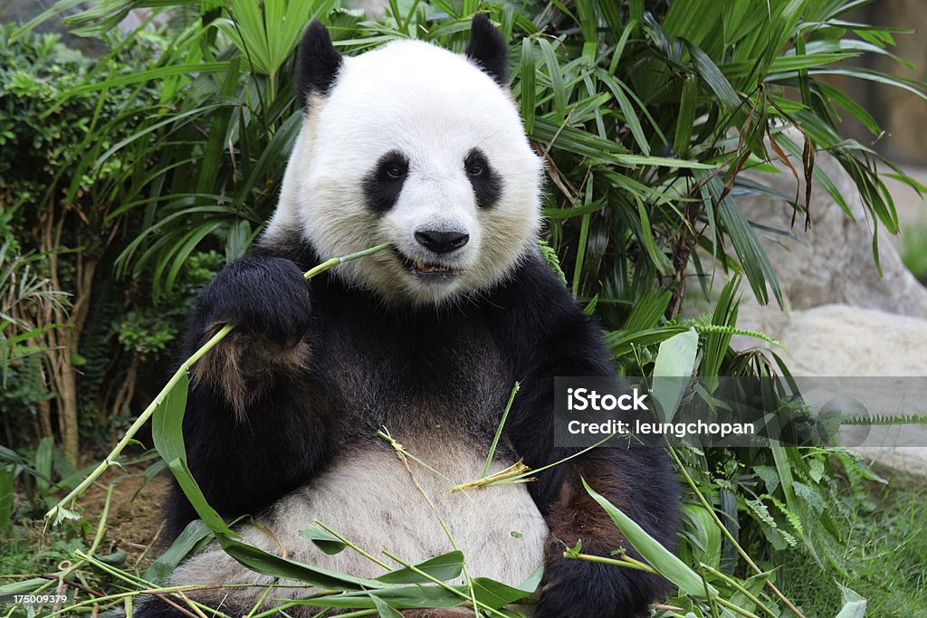 Pandabär