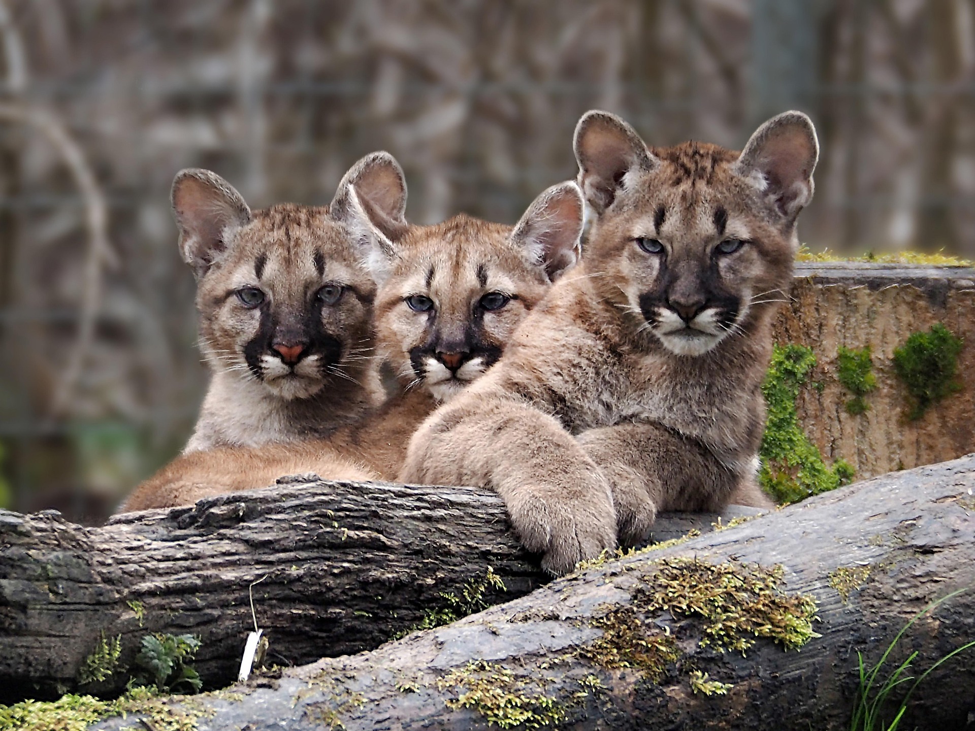 Puma