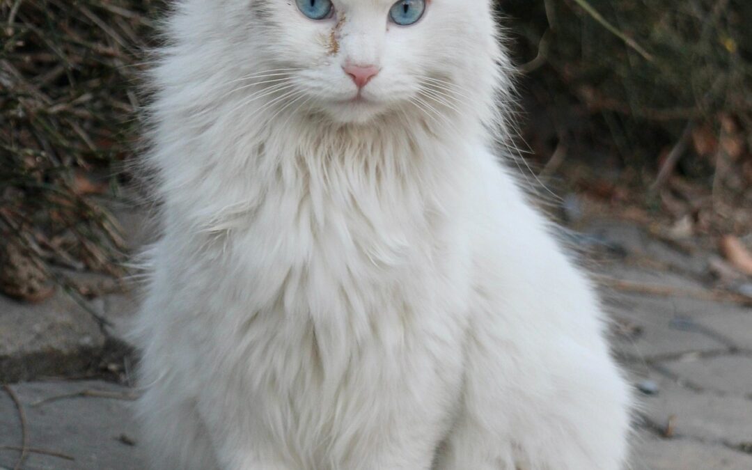 Angora Katze