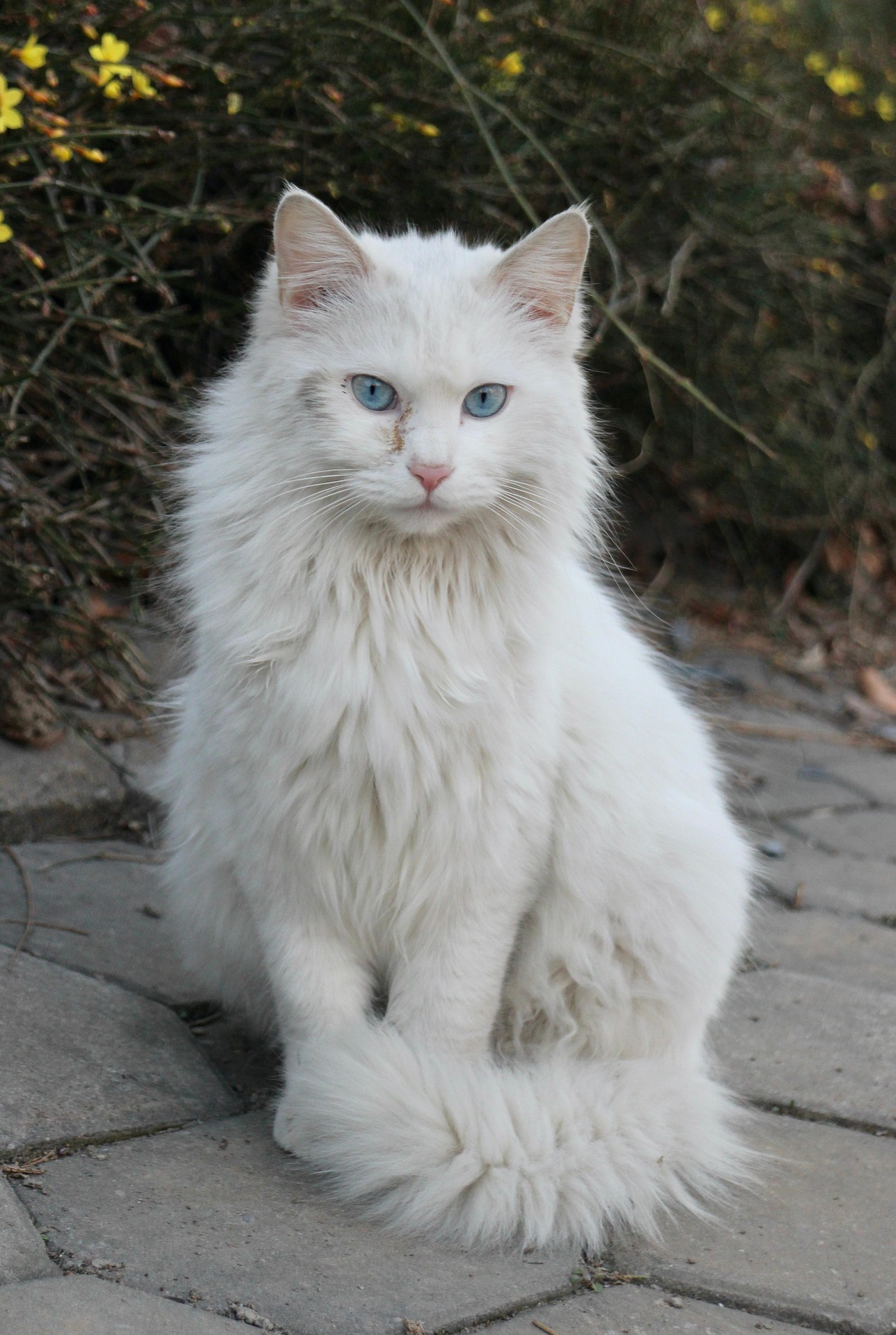 Angora Katze