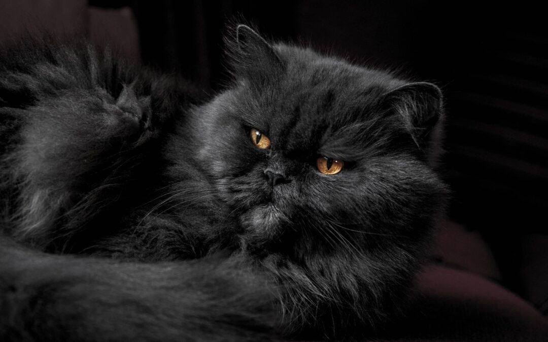 Angora Katze