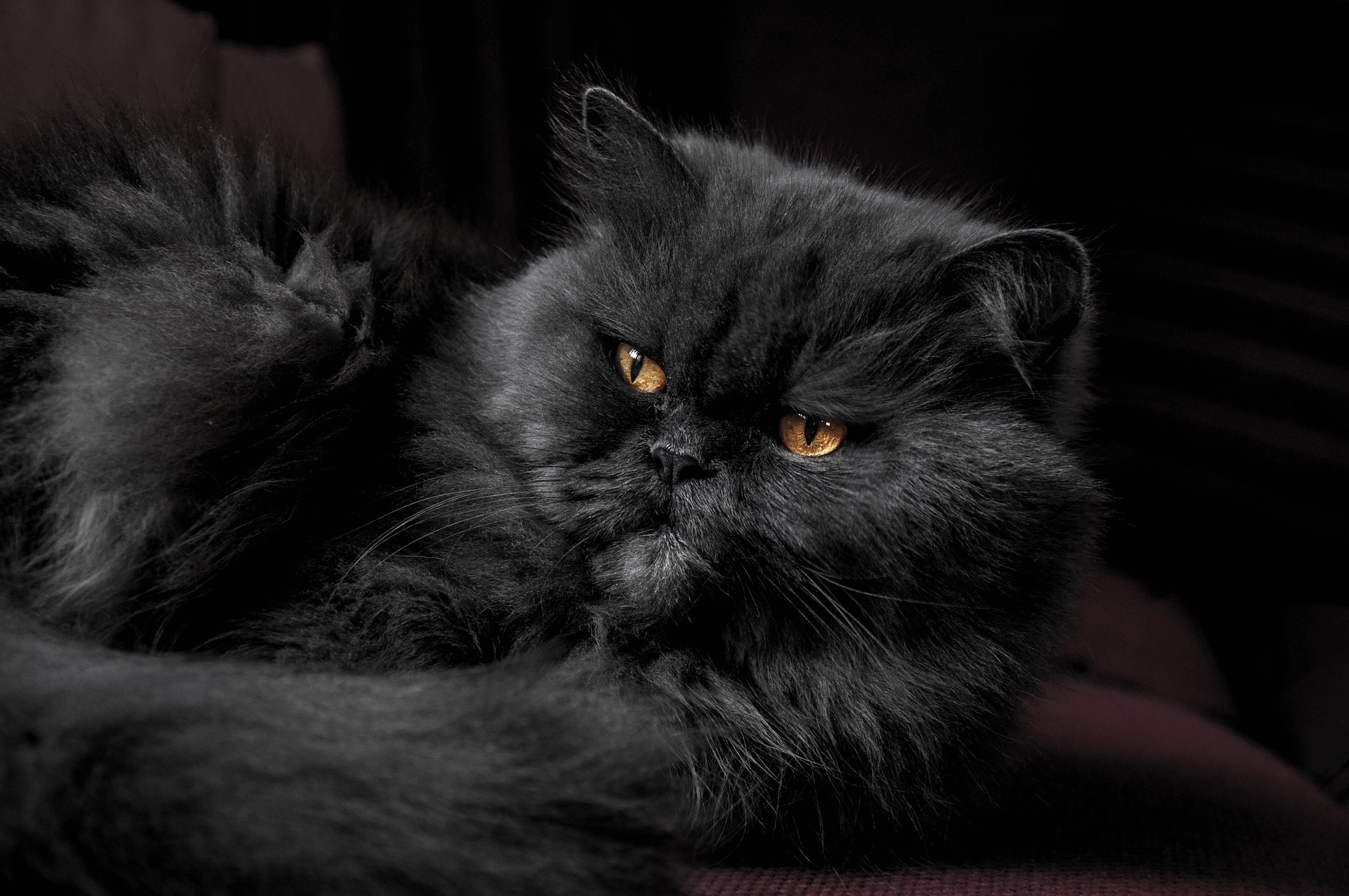 Angora Katze
