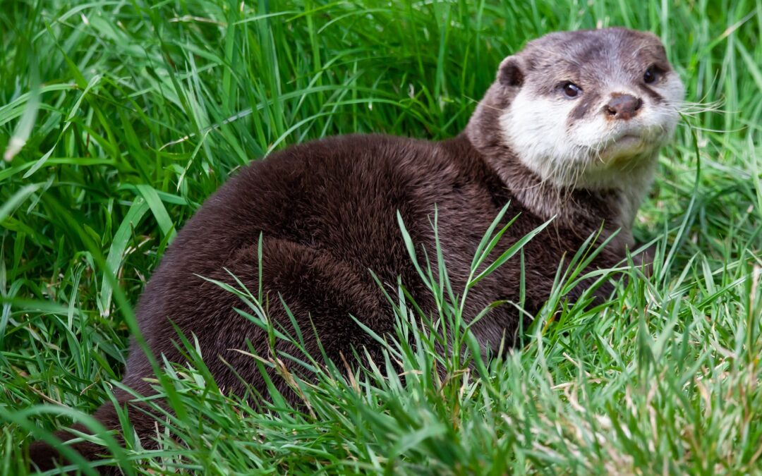 Otter