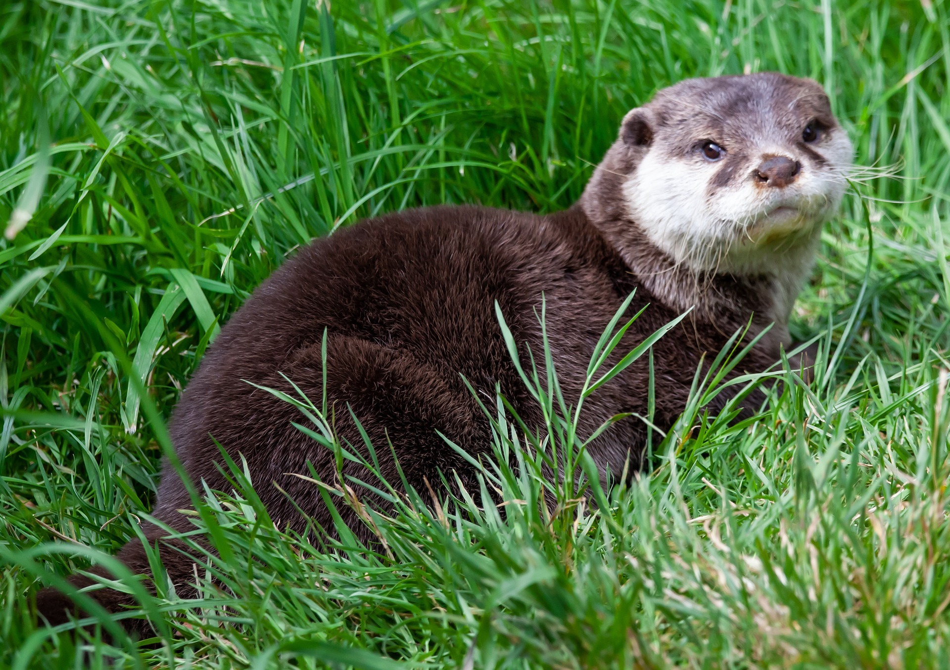 Otter